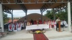 Kolcelebra